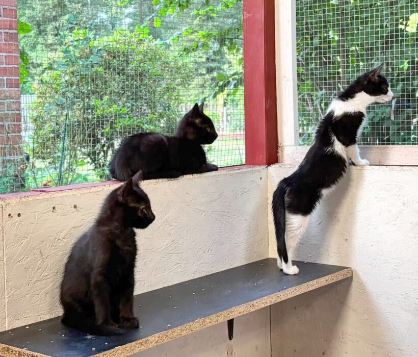 Coco, Lumpi, Nala & Simba