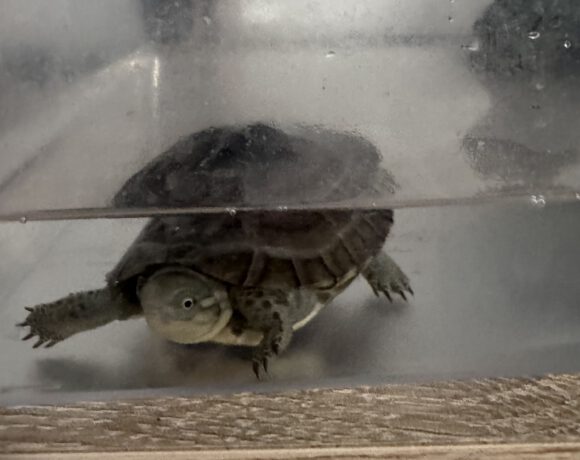 Wasserschildkröte