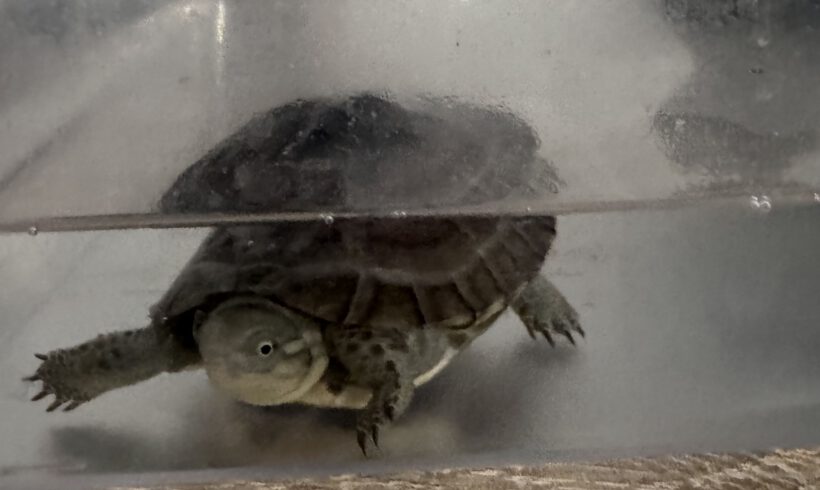 Wasserschildkröte