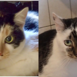 Dajalair & Kiralair, 13 Jahre