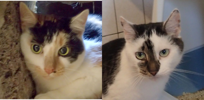 Dajalair & Kiralair, 13 Jahre Dajalair & Kiralair, 13 Jahre