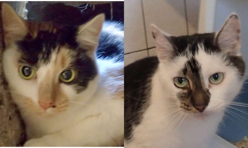 Dajalair & Kiralair, 13 Jahre