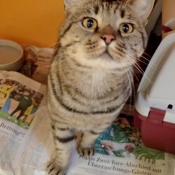 Kater in Gifhorn gefunden