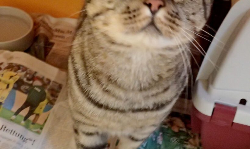 Kater in Gifhorn gefunden