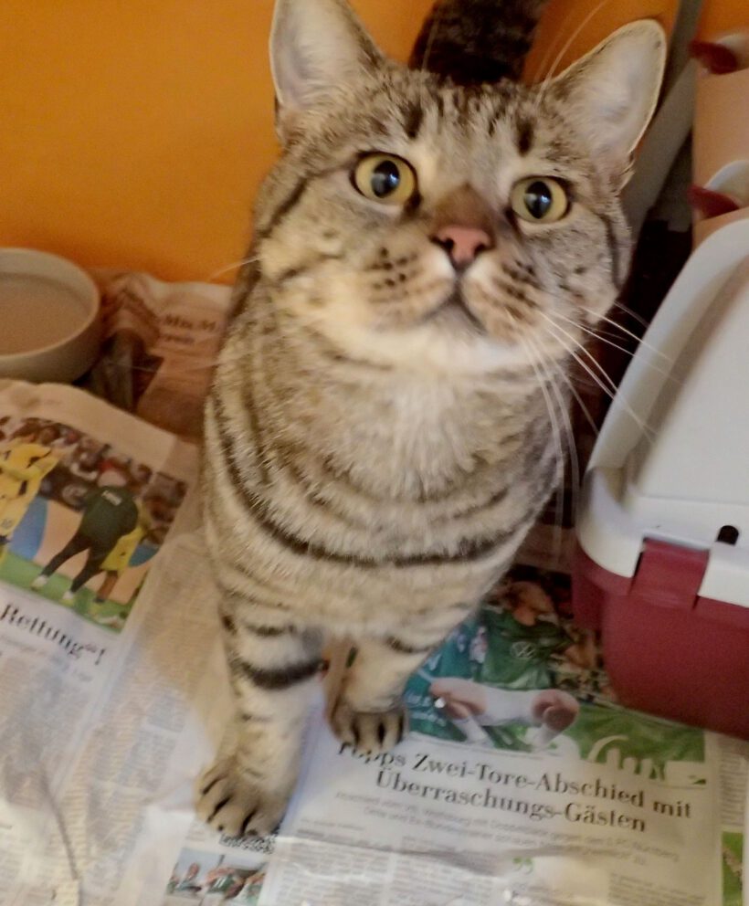 Kater in Gifhorn gefunden