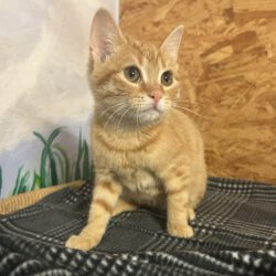 Ginger