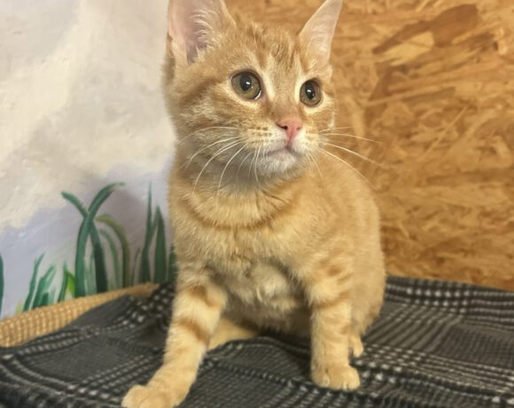 Ginger Ginger
