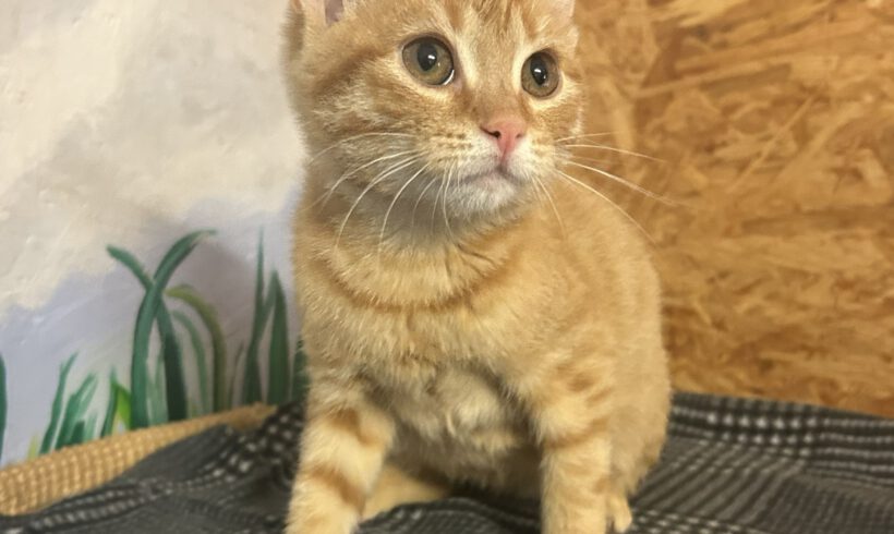 Ginger (reserviert)