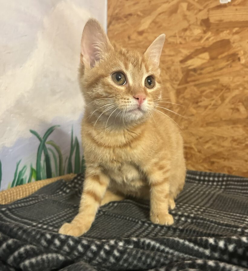 Ginger Ginger