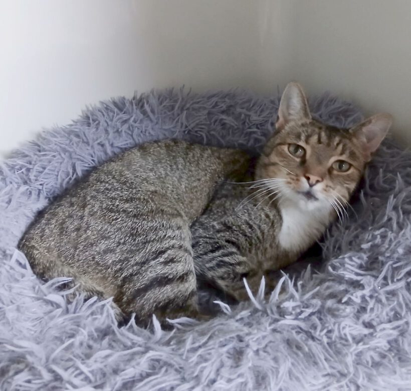 Gremlin, ca. 5 Jahre Gremlin, ca. 5 Jahre