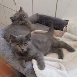 Athena, Helena, Eurykleia & Penelope