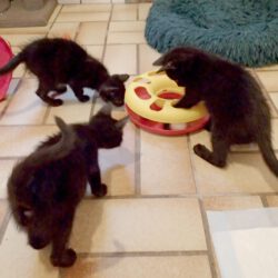 Kitten