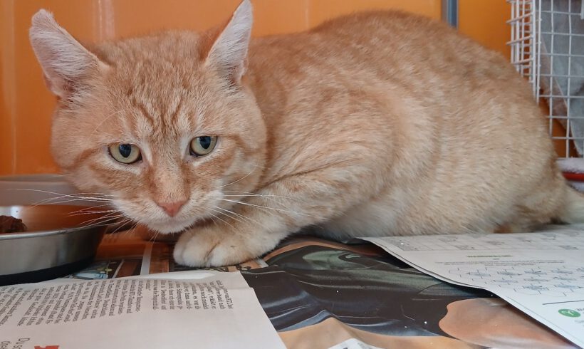 Kürbis, ca. 2 Jahre