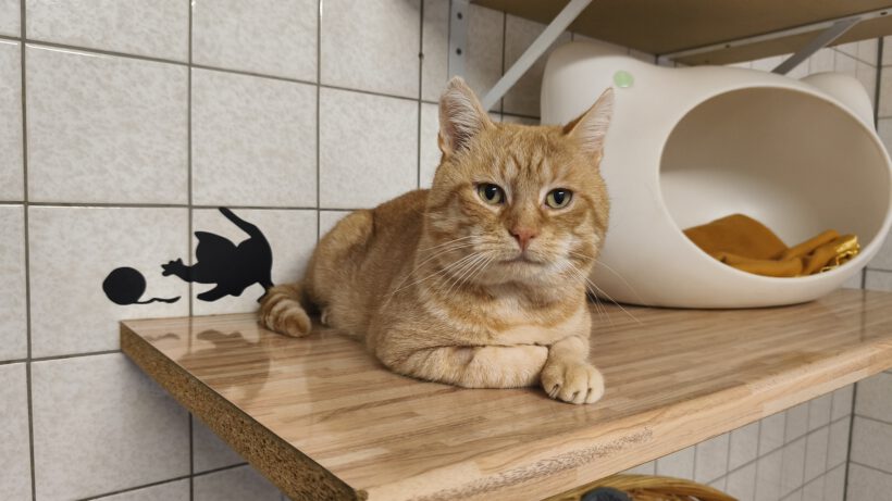 Kürbis, ca. 2 Jahre