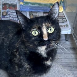 Maki, ca. 3 Jahre