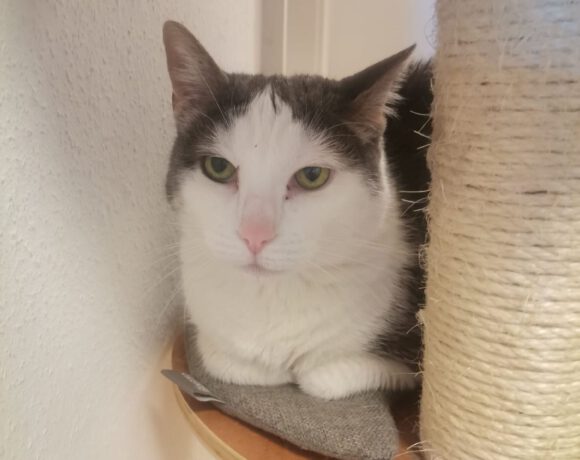 Mika