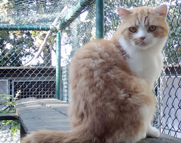Mr. Puff, ca. 6 Jahre