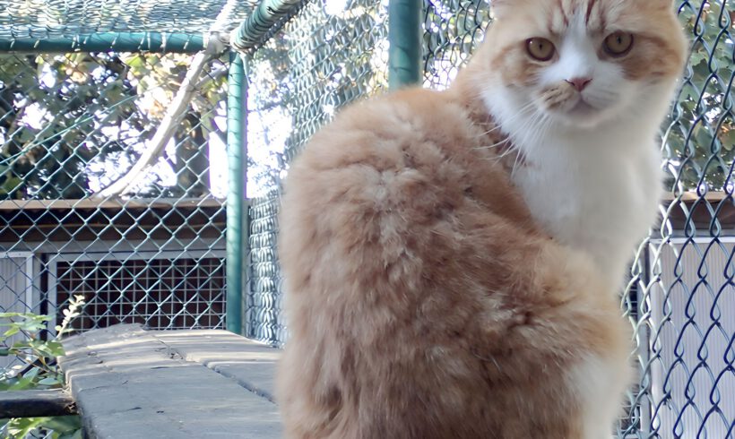 Mr. Puff, ca. 6 Jahre