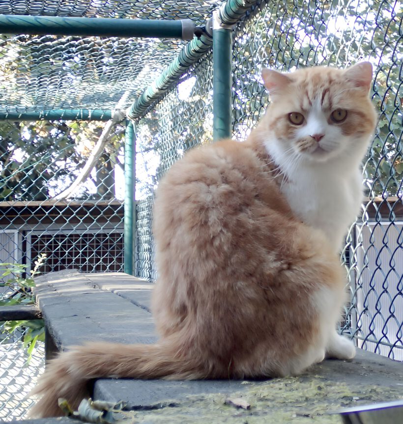 Mr. Puff, ca. 6 Jahre