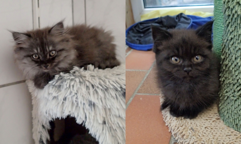 Eurykleia & Penelope