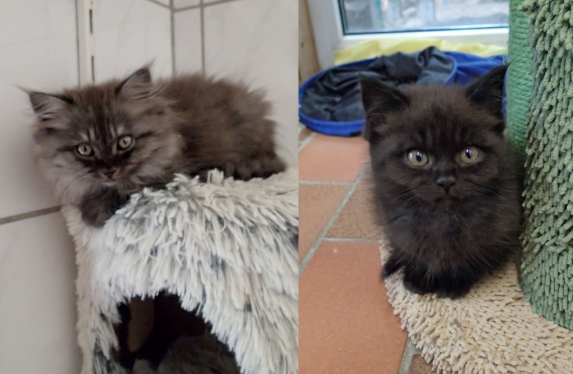 Eurykleia & Penelope