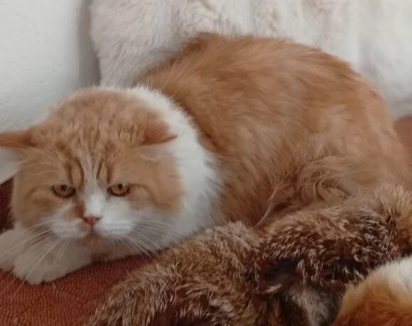 Mr. Puff
