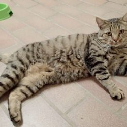 Pumpkin, ca. 4 Jahre