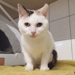 Smilla, ca. 1 Jahr