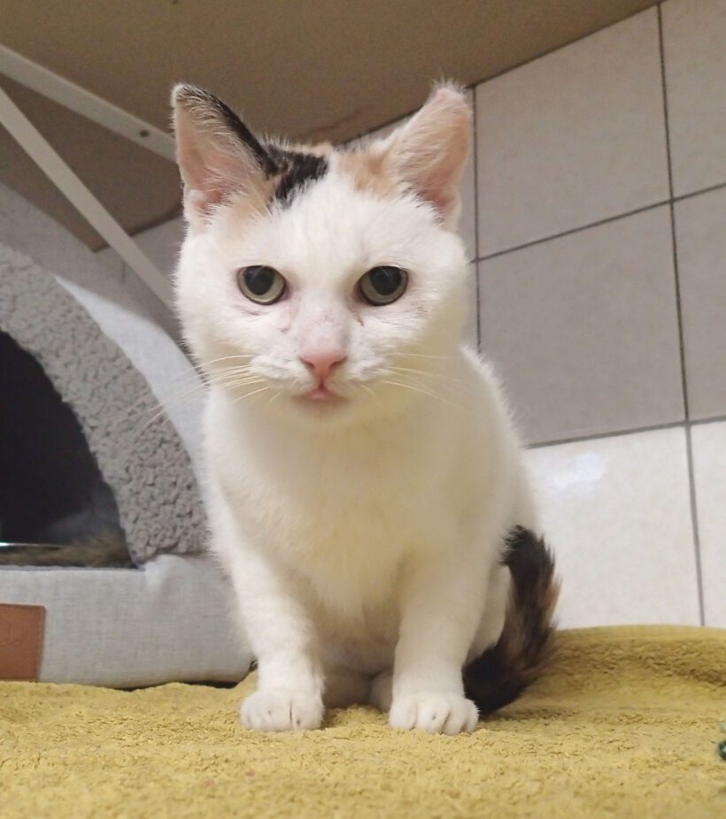 Smilla, ca. 1 Jahr (reserviert)