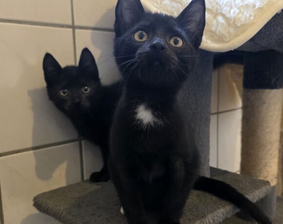 Cheeky, Suko, Runa (beide reserviert) und Susu