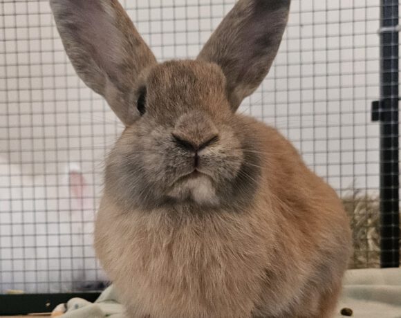 Mochi Mochi