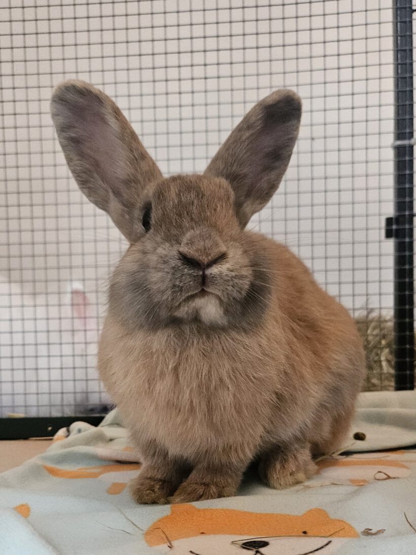 Mochi