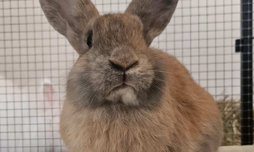 Mochi