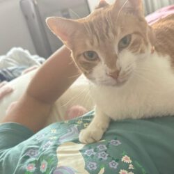 Kater vermisst in Gifhorn