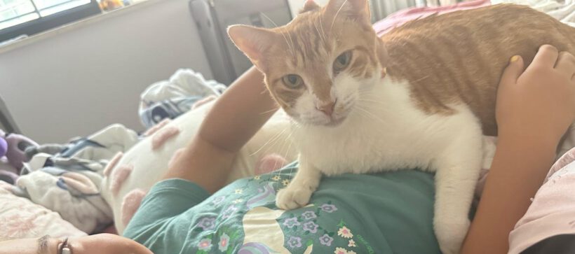 Kater vermisst in Gifhorn