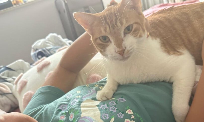Kater vermisst in Gifhorn