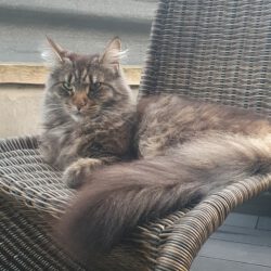 Katze Prinzessin vermisst in Wilsche