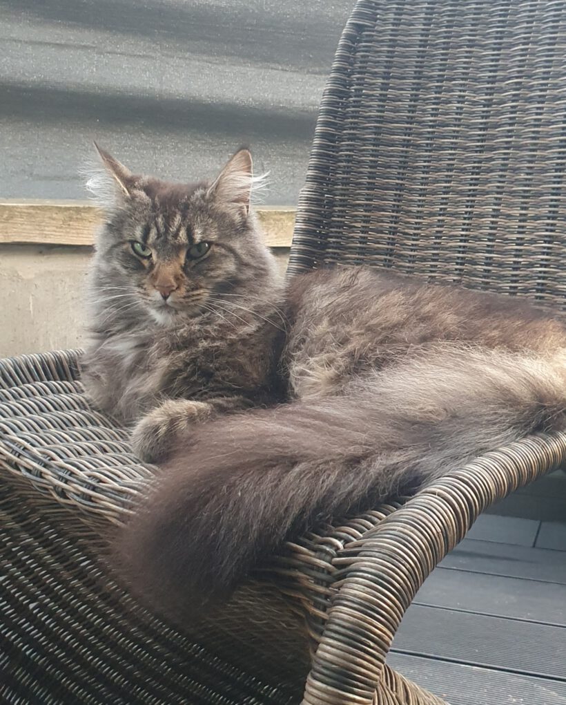Katze Prinzessin vermisst in Wilsche