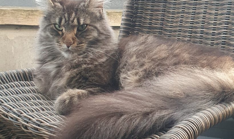 Katze Prinzessin vermisst in Wilsche