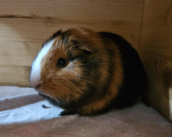 Gisbert