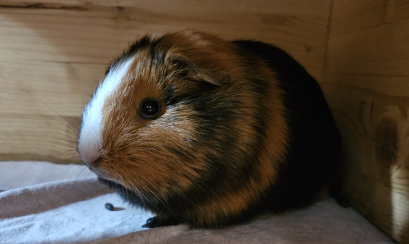 Gisbert