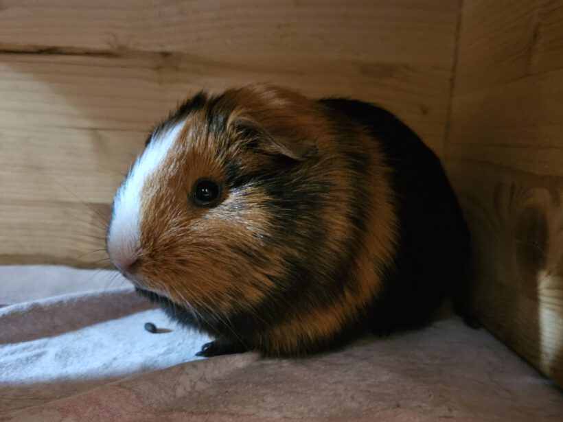 Gisbert