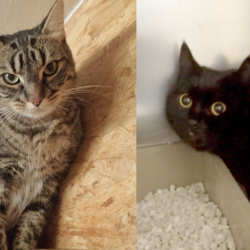 Balou & Puma, 5 und 4 Jahre