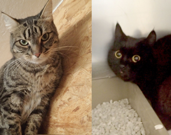 Balou & Puma, 5 und 4 Jahre