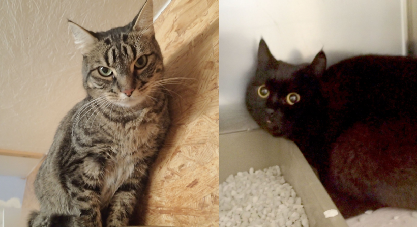 Balou & Puma, 5 und 4 Jahre Balou & Puma, 5 und 4 Jahre