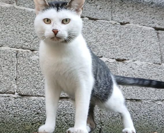 Herr Hut