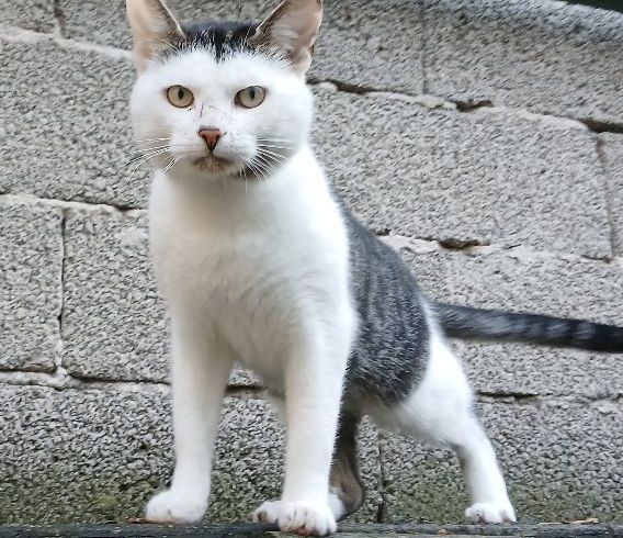 Herr Hut