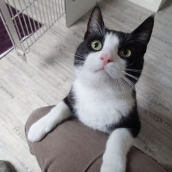 Massimo, ca. 3 Jahre