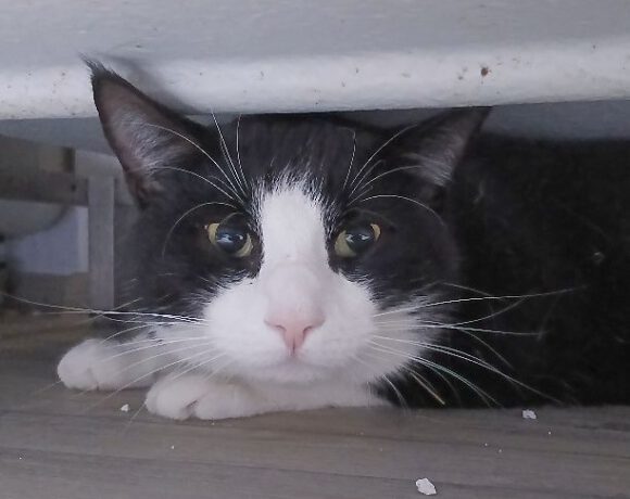 Massimo