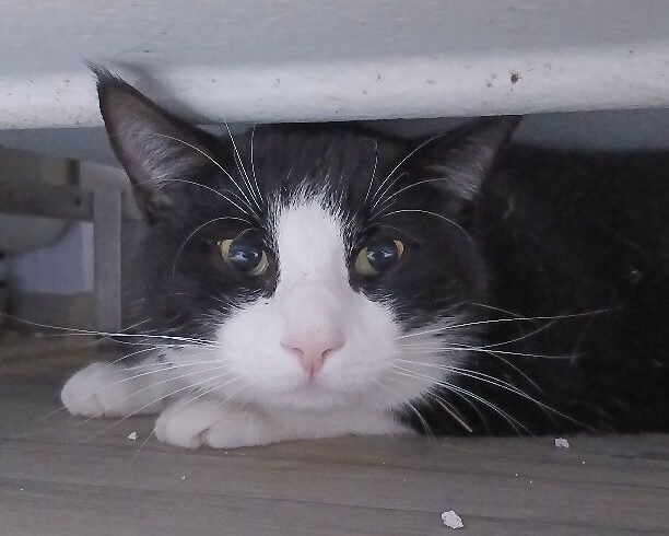Massimo